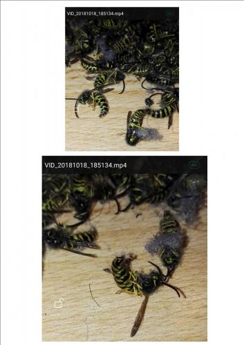 Vespula vulgaris